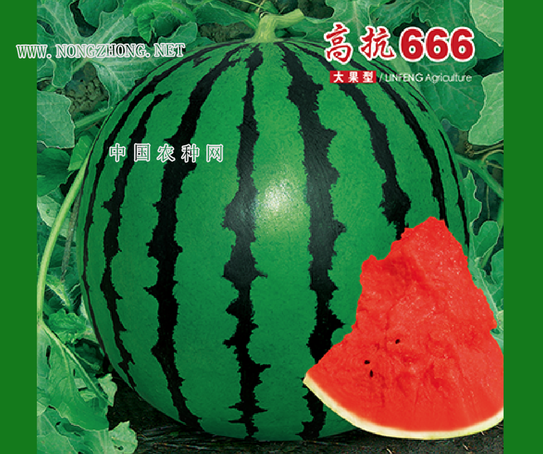 高抗666